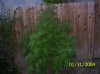tree.jpg