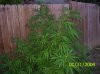 redneck christmas tree.jpg