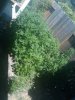 IMG_20110722_104815.jpg