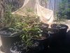 IMG_20110720_132625.jpg