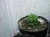 IMG_0337.jpg