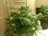 MasterBubbaDay26Flowerzzzzz.jpg