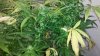 2011-07-31_01-59-22_351.jpg