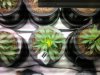 weed 060.jpg