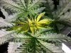 weed 061.jpg