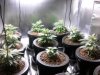 weed 065.jpg