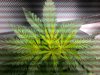 weed 063.jpg