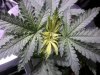 weed 064.jpg