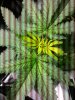 weed 059.jpg
