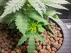 weed 062.jpg