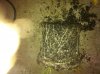 rootcut exp 022.jpg