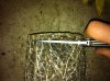 rootcut exp 021.jpg