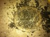 rootcut exp 023.jpg