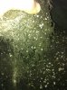 rootcut exp 026.jpg