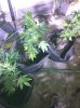 rootcut exp 028.jpg