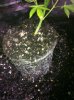 rootcut exp 024.jpg rootcut exp 024.jpg