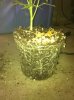 rootcut exp 019.jpg