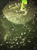 rootcut exp 025.jpg