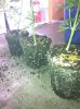 rootcut exp 020.jpg