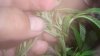 DSC00525.jpg