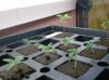 Seedlings 006.jpg