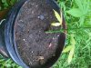 IMG00281-20110801-1606.jpg