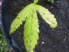 IMG00282-20110801-1606.jpg