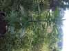 IMG00275-20110801-1604.jpg