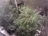 IMG_20110801_172005.jpg