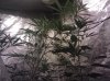 IMG_20110801_171947.jpg