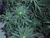 Blue_Mystic_69_1.jpg