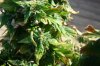 DSC03877.jpg