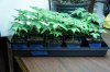 DSC00282.jpg