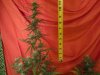 60 days part 1 bud porn 009.jpg