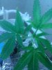 IMG_20110802_184627.jpg