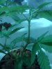 IMG_20110802_194515.jpg