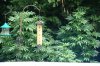 DSC03890.jpg