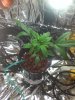 HYDRO , AFRCN FREE 2 WEEKS.jpg