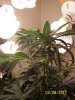 grow 2 010.jpg