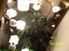 grow 2 001.jpg