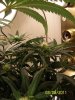 grow 2 008.jpg