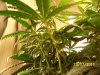reveg m1 grow 2 007.jpg