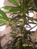 grow 2 011.jpg