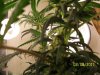 grow 2 014.jpg