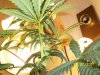 reveg m1 grow 2 009.jpg