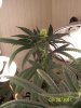 grow 2 003.jpg