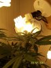 reveg m1 grow 2 011.jpg