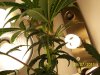 reveg m1 grow 2 012.jpg