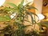 grow 2 012.jpg