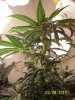 grow 2 004.jpg
